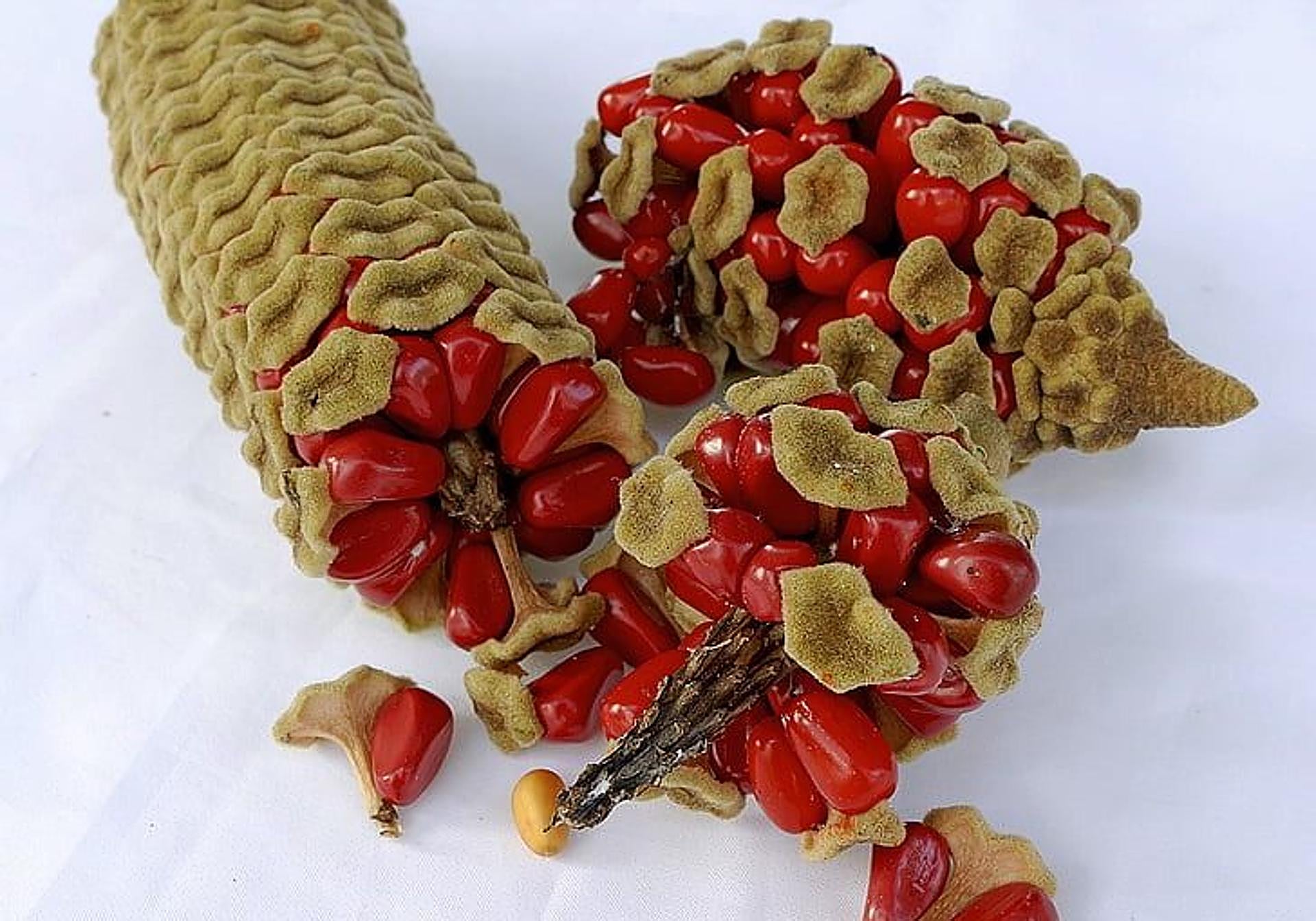 for your garden in the south of Spain Cardboard palm Sur